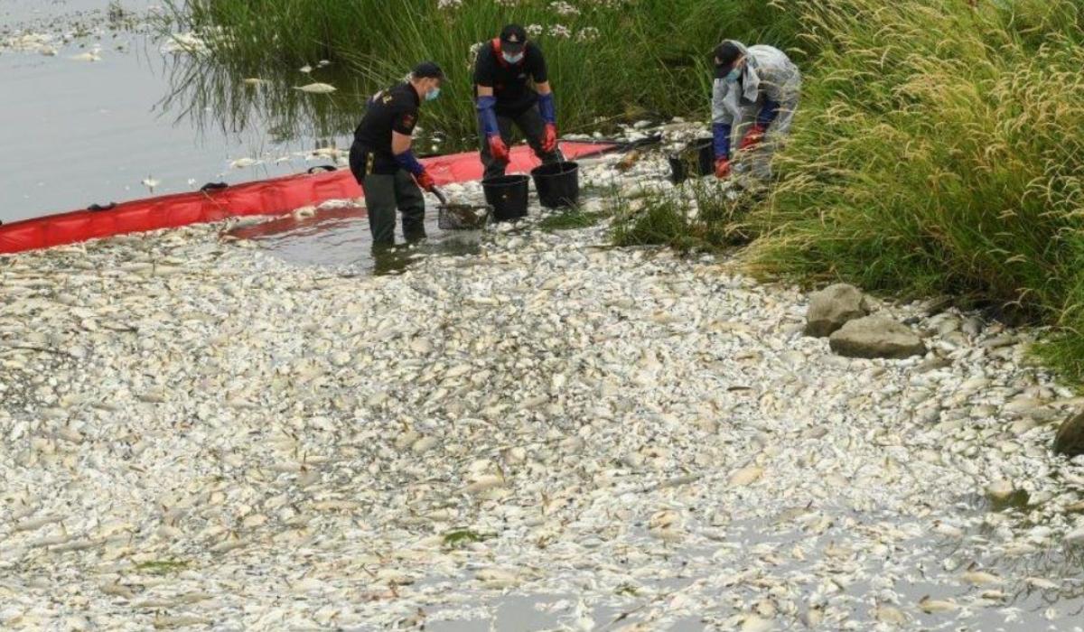 Mystery surrounds dead fish in Polish-German River 